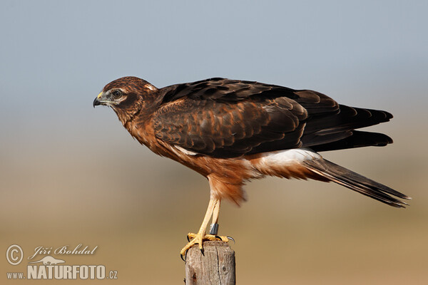 Aguilucho cenizo