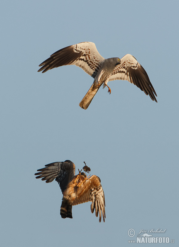 Aguilucho cenizo