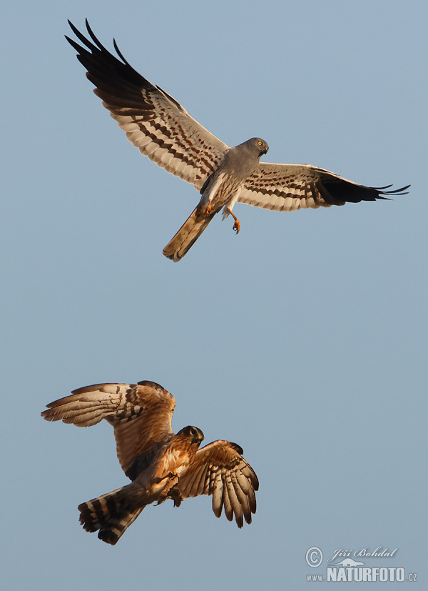 Aguilucho cenizo