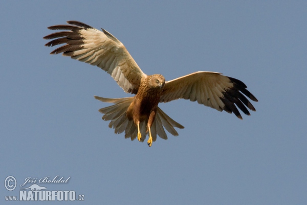 Aguilucho lagunero