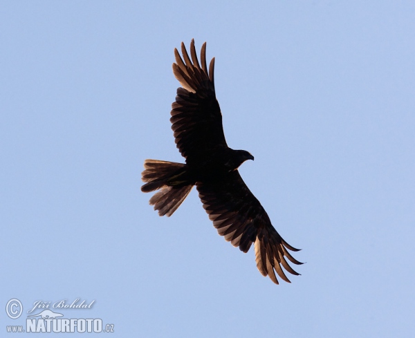 Aguilucho lagunero