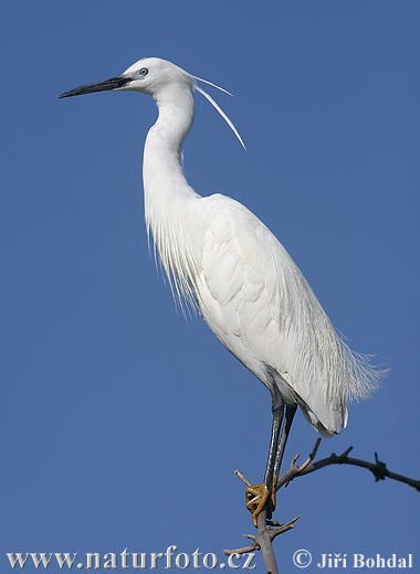 Aigrette garzette