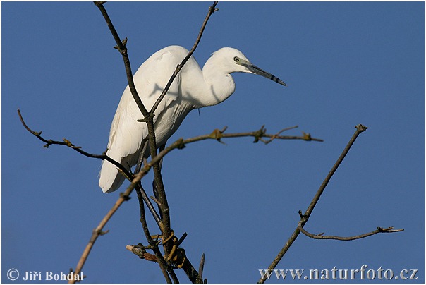 Aigrette garzette