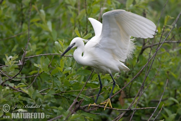 Aigrette garzette