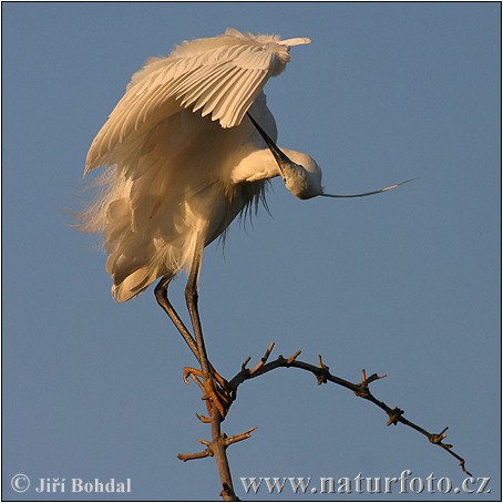 Aigrette garzette