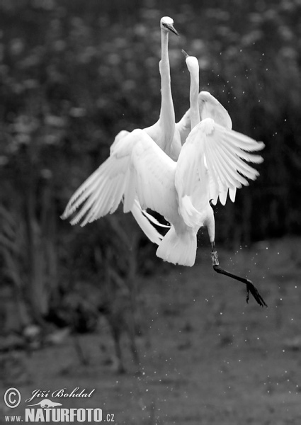 Aigrette garzette