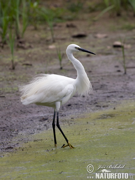 Aigrette garzette