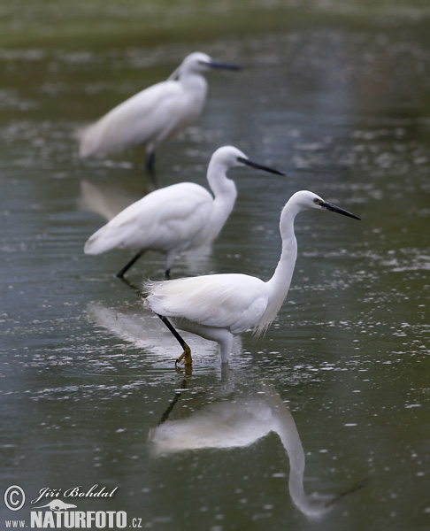 Aigrette garzette