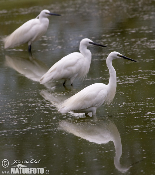 Aigrette garzette