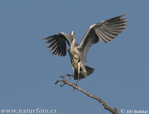 Airone cenerino