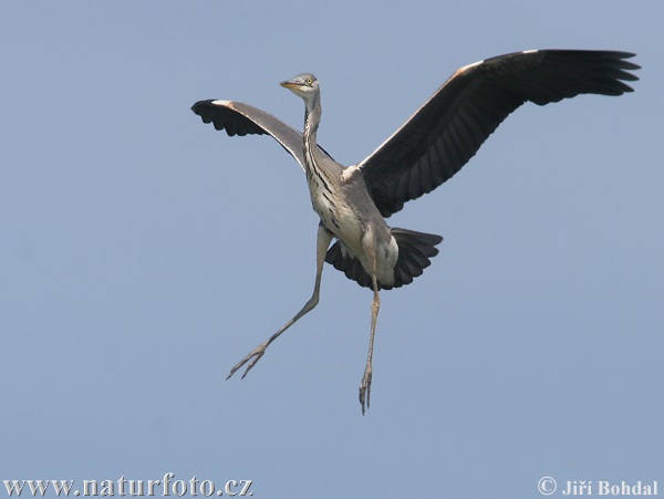 Airone cenerino