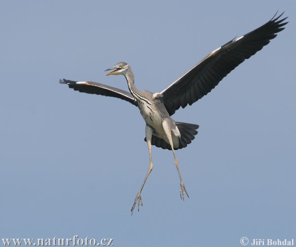 Airone cenerino