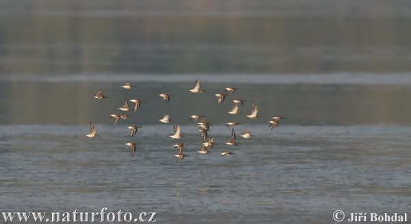 Alpenstrandläufer