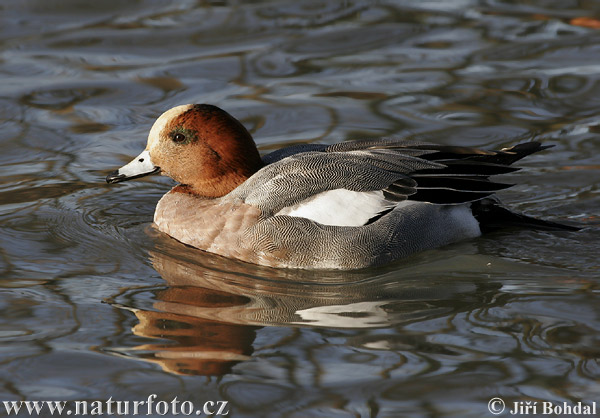 Anas penelope Pictures, Wigeon Images, Nature Wildlife Photos | NaturePhoto