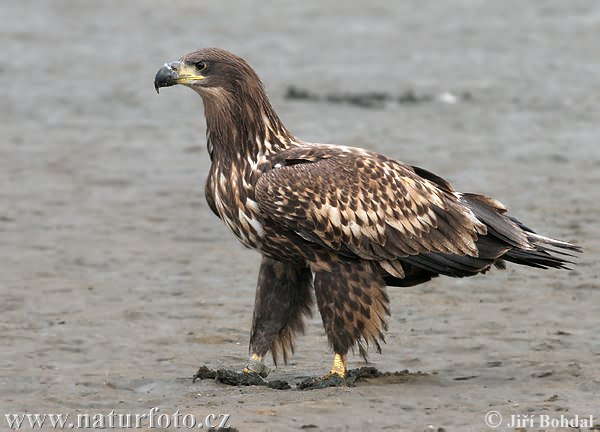 Aquila di mare dalla coda bianca