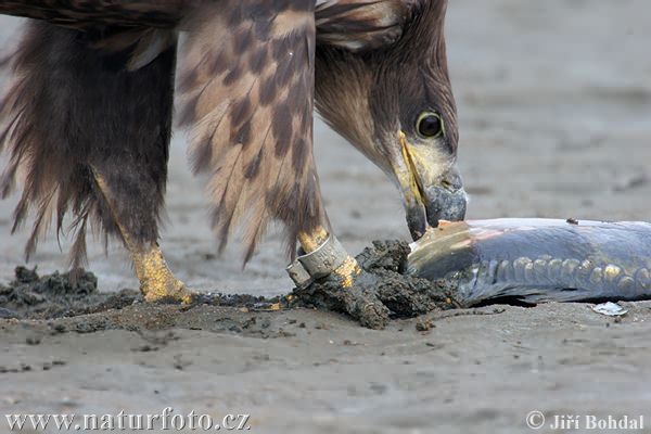 Aquila di mare dalla coda bianca