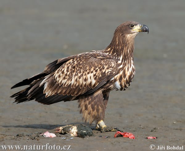 Aquila di mare dalla coda bianca