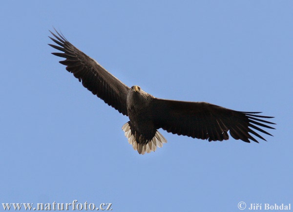 Aquila di mare dalla coda bianca