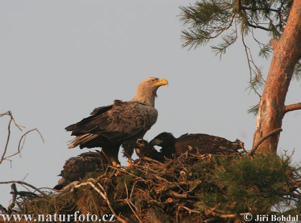 Aquila di mare dalla coda bianca