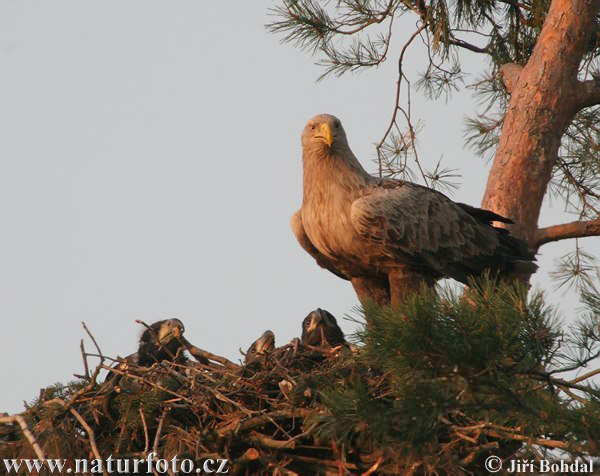 Aquila di mare dalla coda bianca