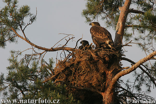 Aquila di mare dalla coda bianca