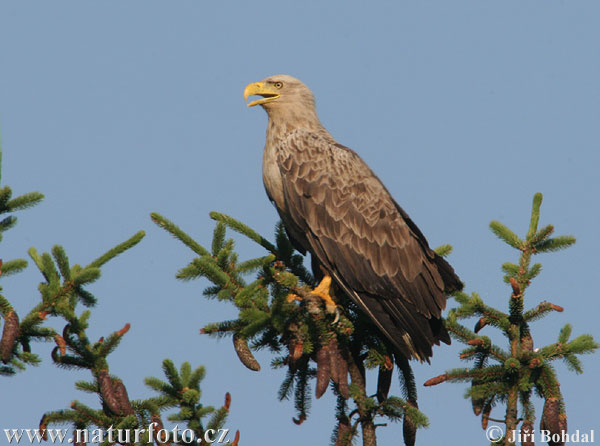 Aquila di mare dalla coda bianca