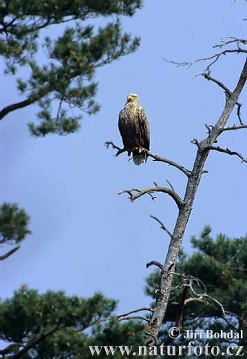 Aquila di mare dalla coda bianca