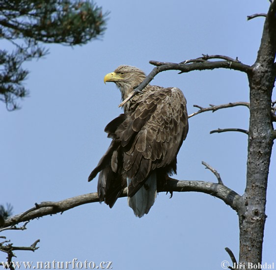 Aquila di mare dalla coda bianca