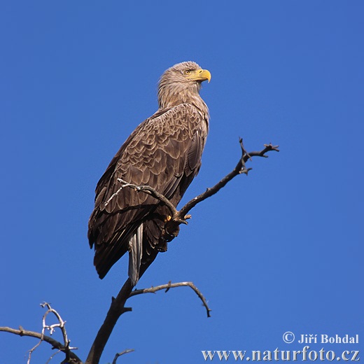 Aquila di mare dalla coda bianca