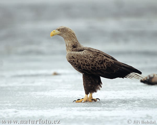 Aquila di mare dalla coda bianca