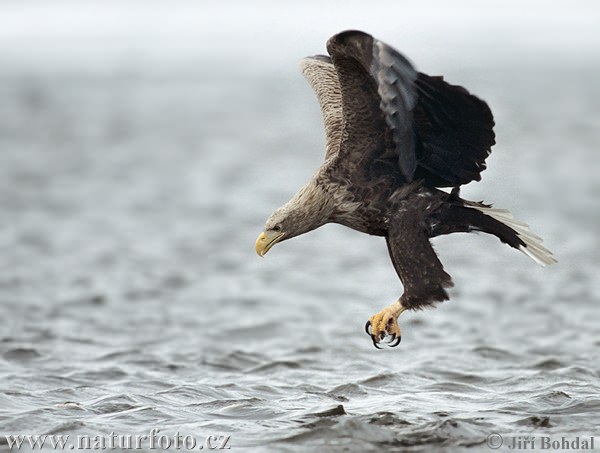 Aquila di mare dalla coda bianca