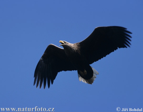 Aquila di mare dalla coda bianca