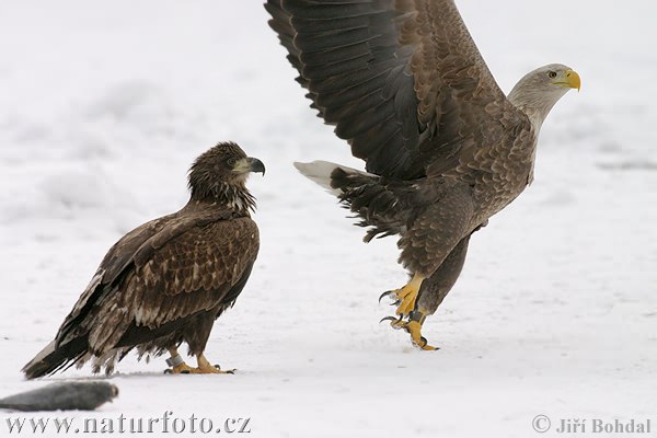 Aquila di mare dalla coda bianca