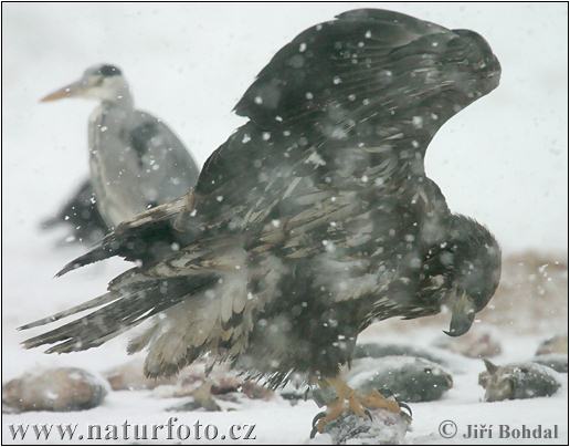 Aquila di mare dalla coda bianca