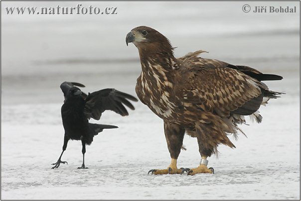 Aquila di mare dalla coda bianca