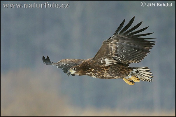 Aquila di mare dalla coda bianca