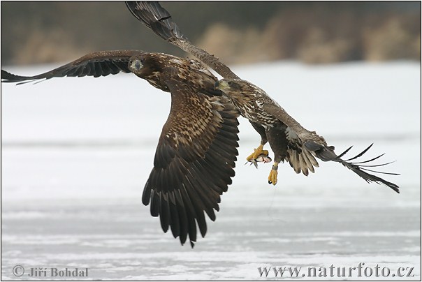 Aquila di mare dalla coda bianca