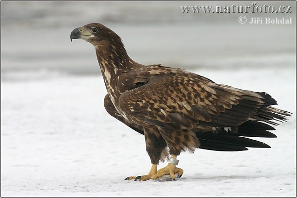 Aquila di mare dalla coda bianca