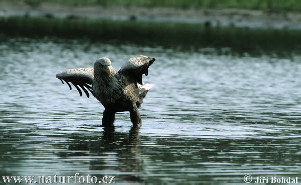 Aquila di mare dalla coda bianca