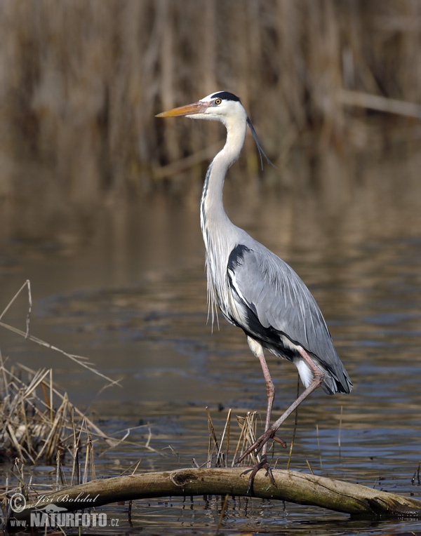 Ardea cinerea