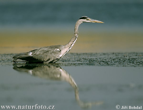 Ardea cinerea