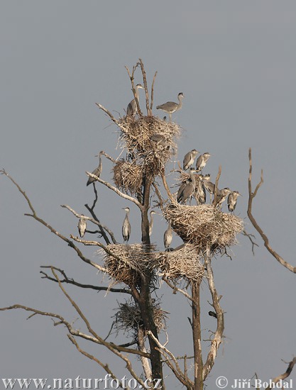 Ardea cinerea