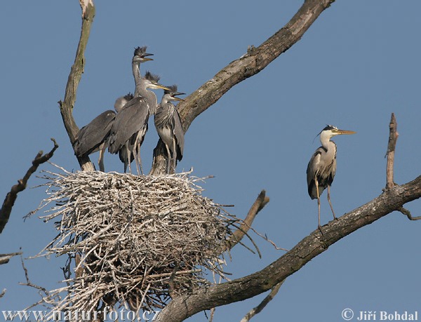 Ardea cinerea