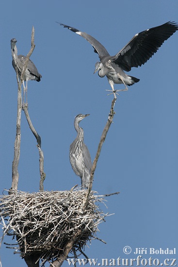 Ardea cinerea