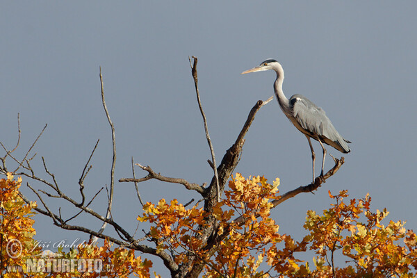 Ardea cinerea