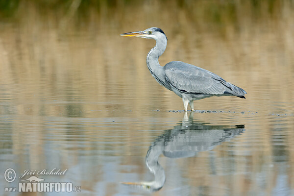 Ardea cinerea