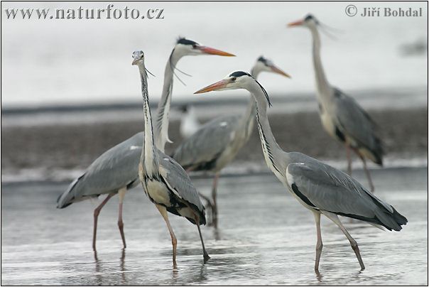 Ardea cinerea