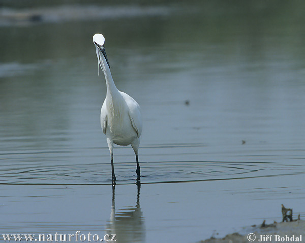 Ardea garzetta