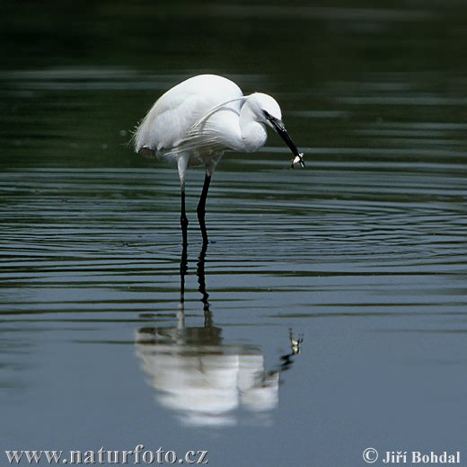 Ardea garzetta