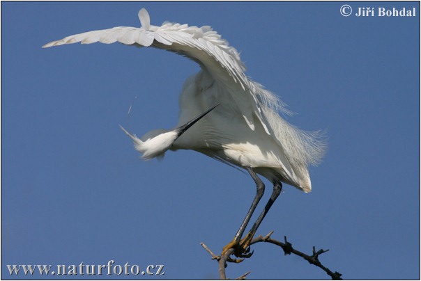 Ardea garzetta